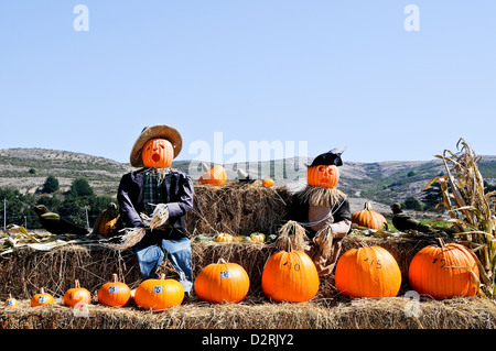 Kürbisse günstig zu verkaufen Stockfoto