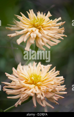 Zinnie 'Kaktus geblüht Mix', Zinnia, Orange. Stockfoto