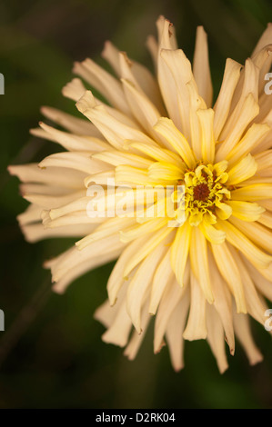 Zinnie 'Kaktus geblüht Mix', Zinnia, Orange. Stockfoto