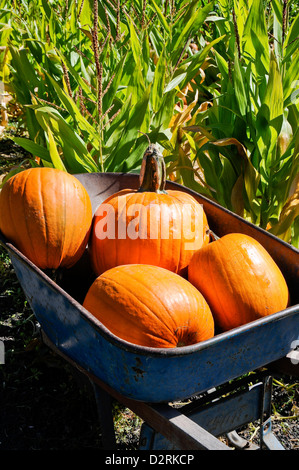 Kürbisse in einer Schubkarre Stockfoto