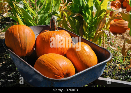 Kürbisse in einer Schubkarre Stockfoto