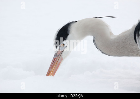 Graureiher (Ardea Cinerea), die auf der Suche nach Nahrung in den Schnee, Niederlande Stockfoto