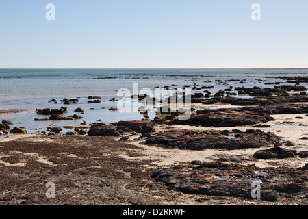 Stromatolithen, Shark Bay, Australien Stockfoto