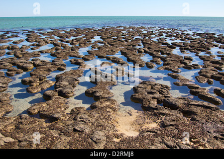 Stromatolithen, Shark Bay, Australien Stockfoto