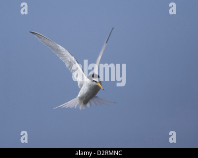 Zwergseeschwalbe im Flug Stockfoto