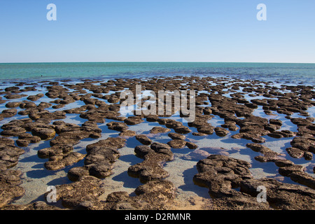 Stromatolithen, Shark Bay, Australien Stockfoto