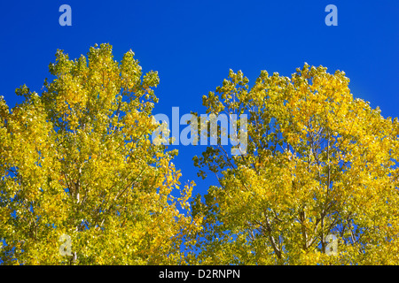 Gelb-Pappelbaum Blätter Detail auf blauen Himmelshintergrund Stockfoto