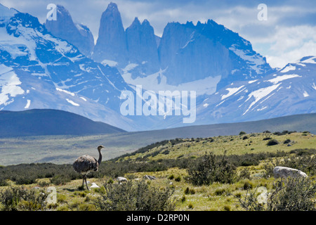 Ñandu (Darwins oder weniger Rhea) vor Los Torres, Torres del Paine Nationalpark, Patagonien, Chile Stockfoto