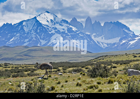 Ñandu (Darwins oder weniger Rhea) vor dem Paine-Massivs und Los Torres, Torres del Paine Nationalpark, Patagonien, Chile Stockfoto