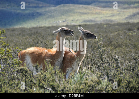 Guanakos in Torres del Paine Nationalpark, Patagonien, Chile Stockfoto