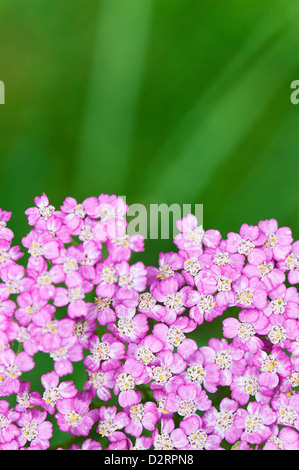 Achillea Millefolium 'Pretty Belinda', Schafgarbe, rosa Thema grünen Hintergrund. Stockfoto