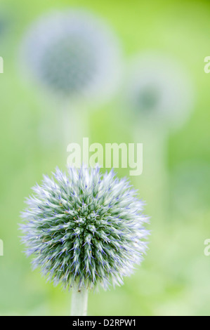 Echinops Bannaticus 'Taplow Blue', Globus Distel, blaue Thema. Stockfoto