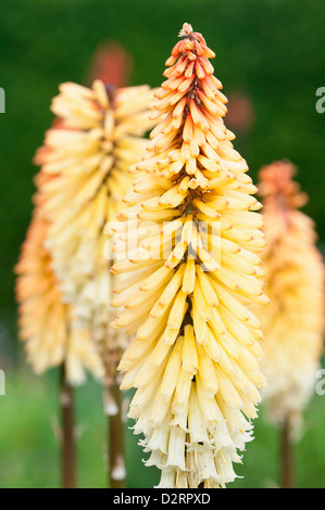 Kniphofia 'Tawny King', rote heiße Poker Orange Thema. Stockfoto