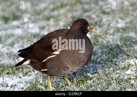 Juvenile Teichhühner (Gallinula Chloropus) Stockfoto