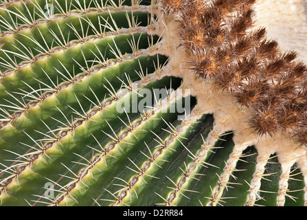 Echinocactus Grusonii, Kaktus, Golden Barrel Cactus, grünen Thema. Stockfoto