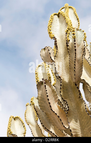 Euphorbia Kandelaber, Kerzenleuchter Baum, gelbe Thema. Stockfoto