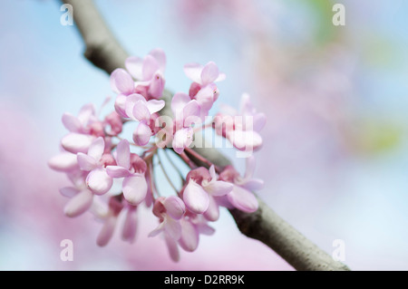 Cercis Siliquastrum, Judasbaum, rosa Thema. Stockfoto