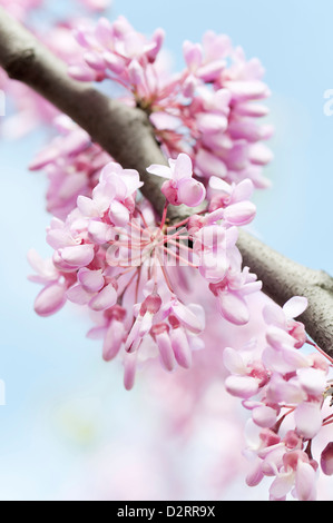 Cercis Siliquastrum, Judasbaum, rosa Thema. Stockfoto