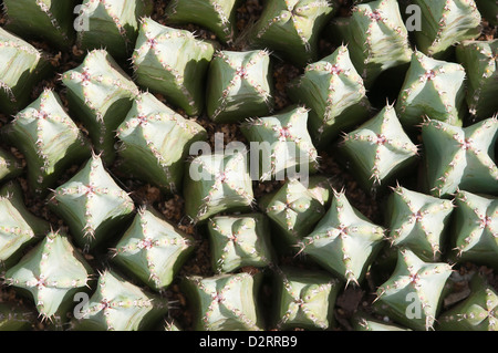 Mammillaria La, Kaktus, Nadelkissen Kaktus, grünen Thema. Stockfoto