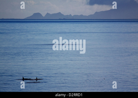 Familie der Schwertwale Schwimmen im offenen Meer in der Nähe der norwegischen Küste Stockfoto