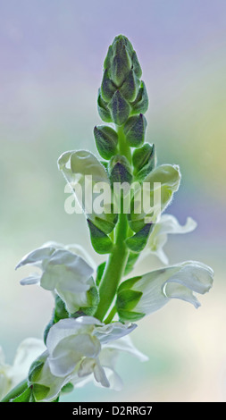 Antirrhinum Majus Sorte, Löwenmaul, weißes Objekt. Stockfoto