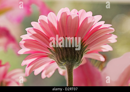 Gerbera Sorte, Gerbera, rosa Thema. Stockfoto