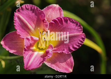 Hemerocallis Sorte, Lily, Taglilien, rosa Thema. Stockfoto