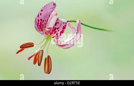 Lilium Martagon, Lily, Turkscap Lilie, rosa Thema, grünen Hintergrund. Stockfoto