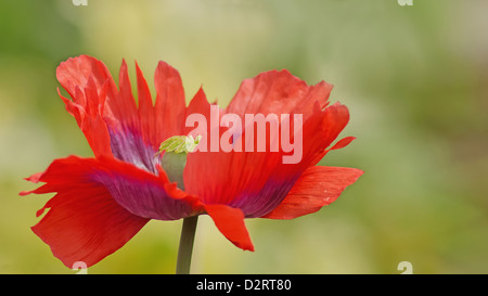 Papaver Somniferum, Mohn, Schlafmohn, rote Thema. Stockfoto