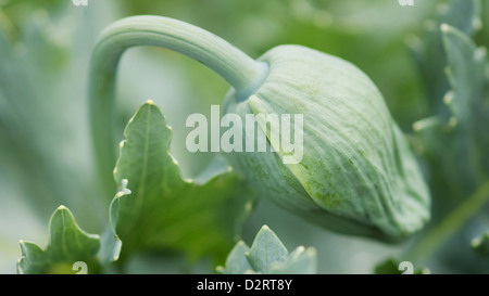 Papaver Somniferum, Mohn, Schlafmohn, grüne Thema grünen Hintergrund. Stockfoto