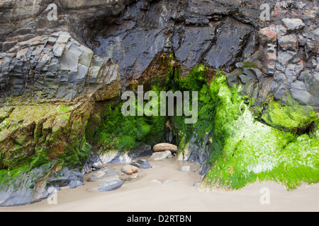 OR, Küste von Oregon, Oswald West Staatspark, Felsformationen, auf kurzen Sand Beach Stockfoto