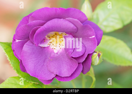 Rosa 'Rhapsody in Blue', Rose, lila Thema. Stockfoto