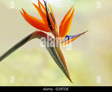 Strelitzia Reginae, Paradiesvogel, Orange Thema. Stockfoto