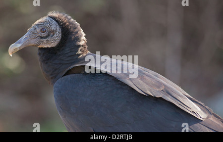 Nahaufnahme von einem schwarzen Geier (Coragyps Atratus) Stockfoto