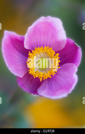 Anemone Hupehensis var. Japonica Sorte, Anemone, japanische Anemone, rosa Thema. Stockfoto
