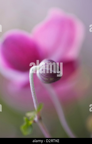 Anemone Hupehensis var. Japonica Sorte, Anemone, japanische Anemone, rosa Thema. Stockfoto