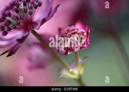 Astrantia major 'Hadspen Blood', Astrantia, Meisterwurz, rote Thema. Stockfoto