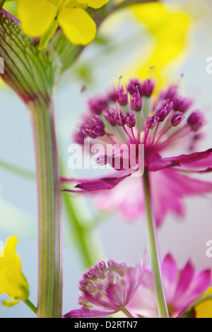 Astrantia major 'Hadspen Blood', Astrantia, Meisterwurz, rote Thema. Stockfoto