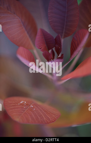 Euphorbia Cotinifolia, Karibik Kupfer Pflanze, rote Thema. Stockfoto