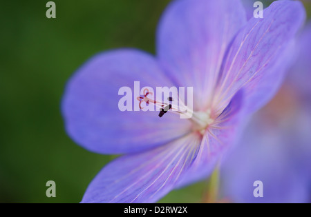 Geranium Pratense, Wiesen-Storchschnabel, blaue Thema. Stockfoto