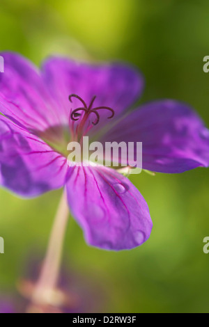 Geranium Pratense, Wiesen-Storchschnabel, lila Thema. Stockfoto