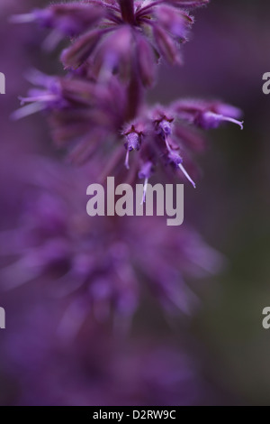Salvia Verticillata 'Purple Rain', lila lila Salbei, lila Thema. Stockfoto