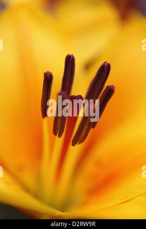 Lilium, Lily, orientalische Lilie, Orange Thema. Stockfoto