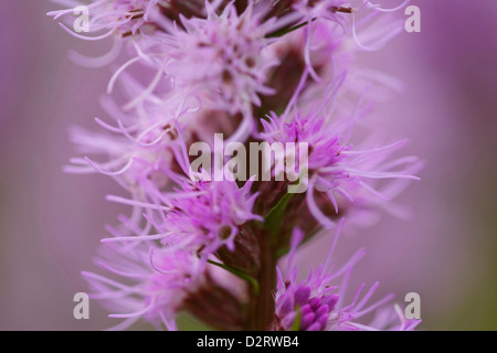 Liatris Sorte, Blazing star, rosa Thema. Stockfoto