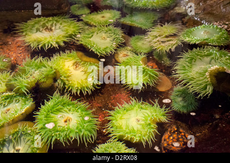 ODER, Newport, Oregon Coast Aquarium, Giant Green Seeanemonen Stockfoto