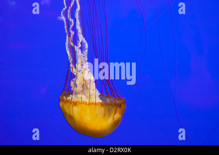 OR, Newport, Oregon Coast Aquarium, Pazifischen Meer Brennnessel Quallen (Chrysaora Quinquecirrh) Stockfoto