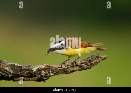 USA, Texas, Hidalgo County, Laguna Seca Ranch. Große Kiskadee Vogel ernährt sich von Wasser Bug. Kredit als: Dave Welling / Jaynes Galerie Stockfoto