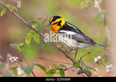 Blackburnian Warbler (Dendroica Fusca) Männchen Futter für Insekten im Garten lantana Stockfoto