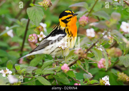 Blackburnian Warbler (Dendroica Fusca) Männchen Futter für Insekten im Garten lantana Stockfoto