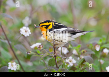 Blackburnian Warbler (Dendroica Fusca) Männchen Futter für Insekten im Garten lantana Stockfoto